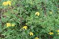 clematis orientalis